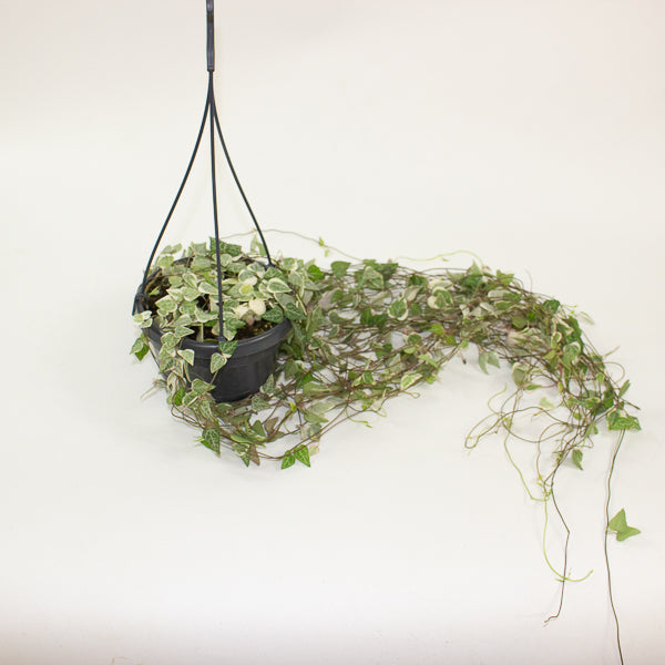 Ceropegia linearis Merel 14cm H38cm