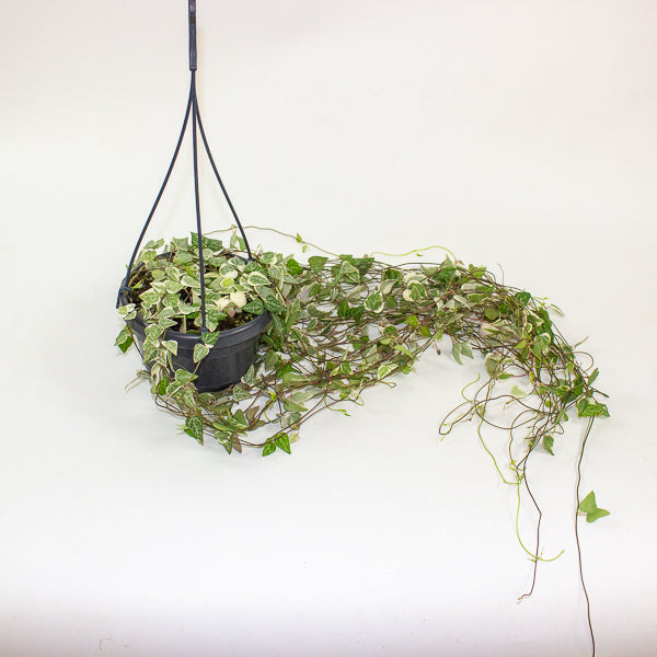 Ceropegia linearis Merel 14cm H38cm