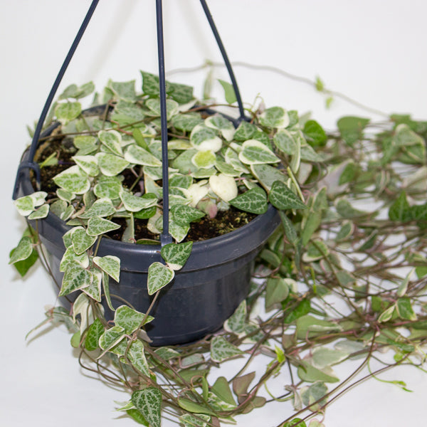 Ceropegia linearis Merel 14cm H38cm