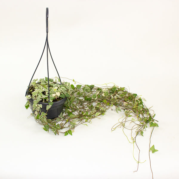 Ceropegia linearis Merel 14cm H38cm