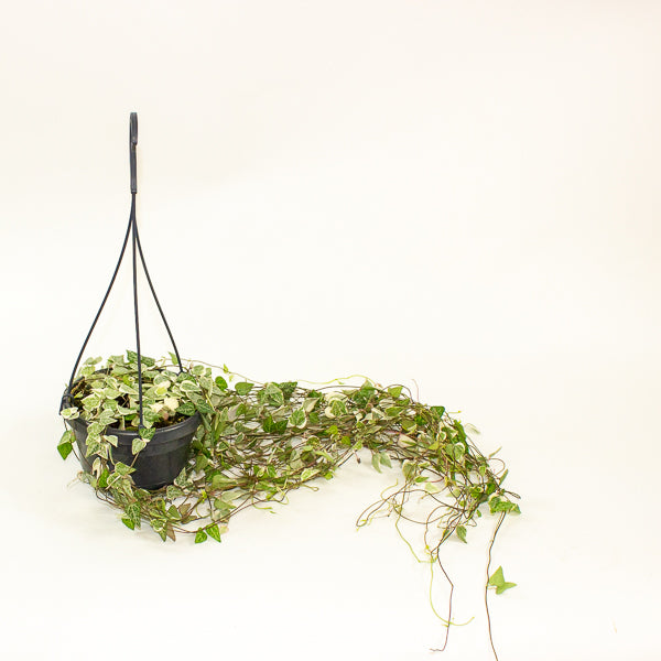 Ceropegia linearis Merel 14cm H38cm