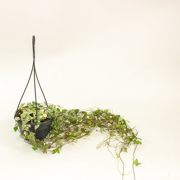 Ceropegia linearis Merel 14cm H38cm