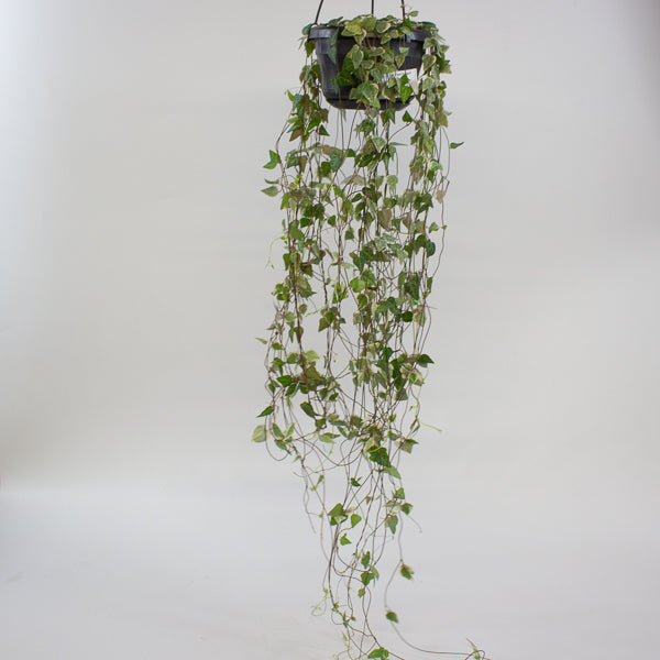 Ceropegia linearis Merel 14cm H38cm