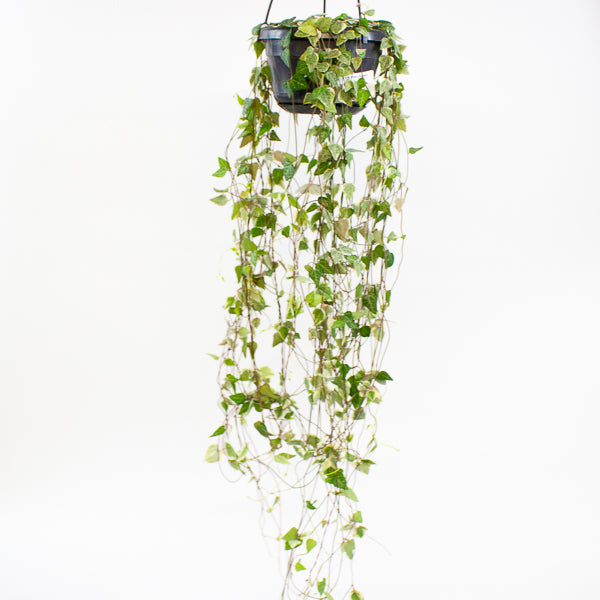 Ceropegia linearis Merel 14cm H38cm