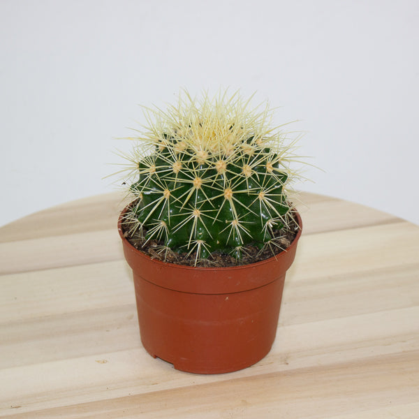 Echinocactus grusonii 'Golden Barrel Cactus' 10cm H14cm