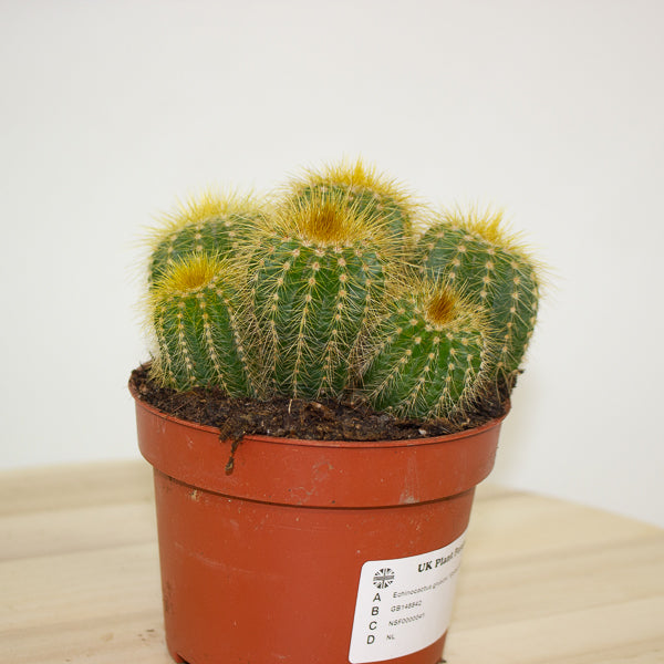 Pilocereus chrysostele - Golden-spined Cactus 10cm H14cm