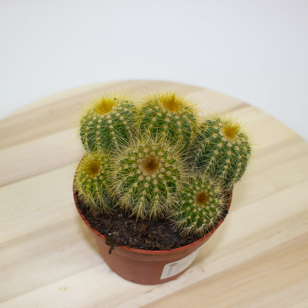 Pilocereus chrysostele - Golden-spined Cactus 10cm H14cm