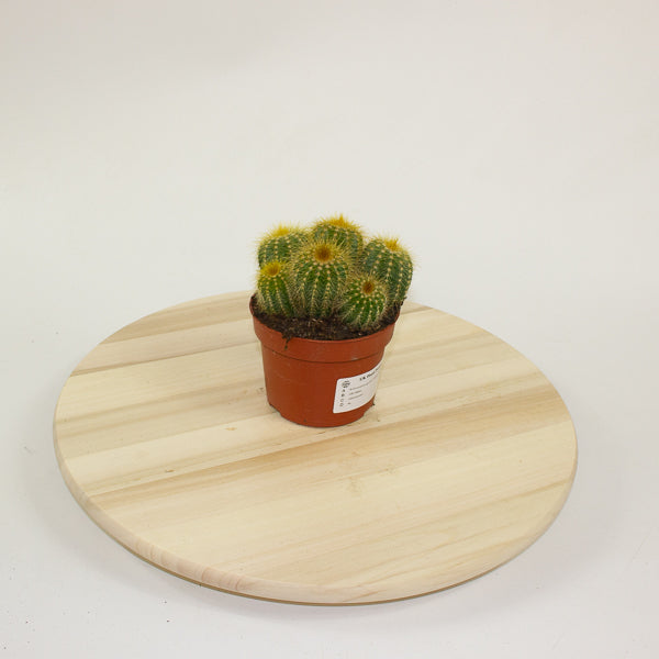 Pilocereus chrysostele - Golden-spined Cactus 10cm H14cm