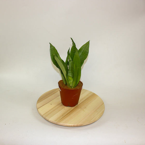 Sansevieria Moonshine 14cm H50cm