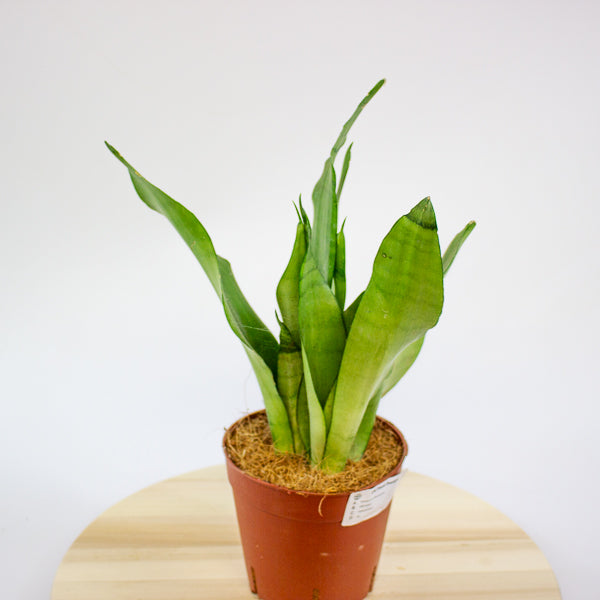 Sansevieria Moonshine 14cm H50cm
