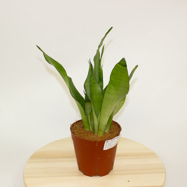 Sansevieria Moonshine 14cm H50cm