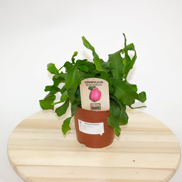 Epiphyllum Guatemalense 12cm H20cm