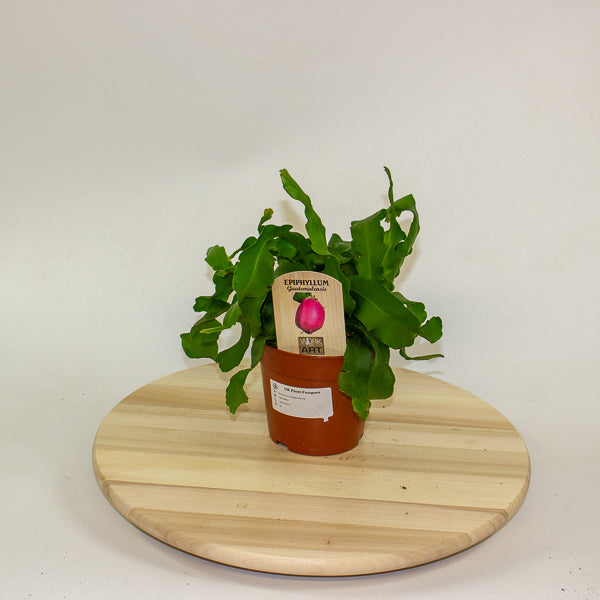 Epiphyllum Guatemalense 12cm H20cm
