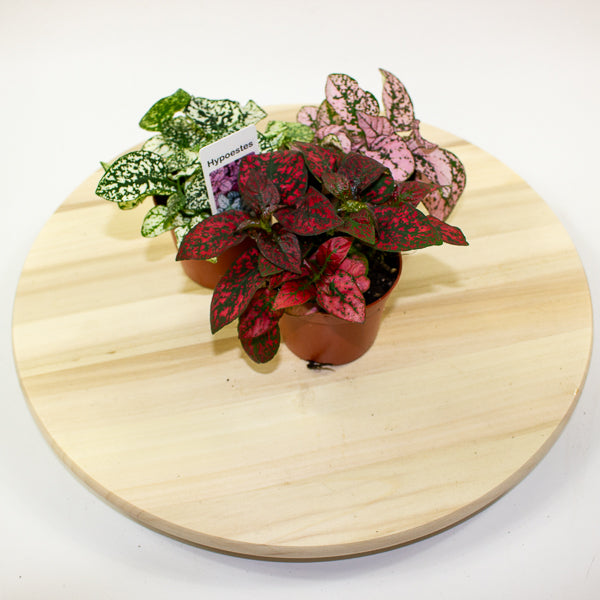 Hypoestes phyllostachya - Select one by colour 8cm H12cm