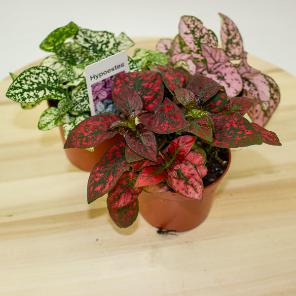 Hypoestes phyllostachya - Select one by colour 8cm H12cm
