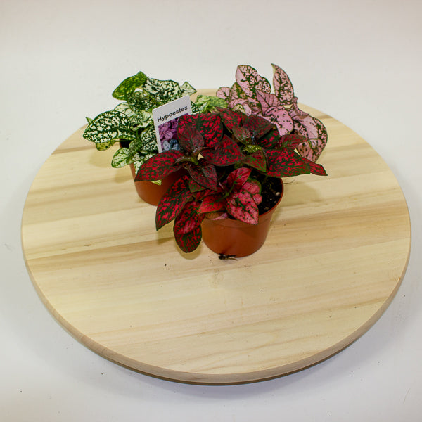 Hypoestes phyllostachya - Select one by colour 8cm H12cm
