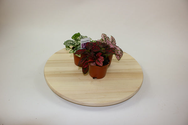 Hypoestes phyllostachya - Select one by colour 8cm H12cm