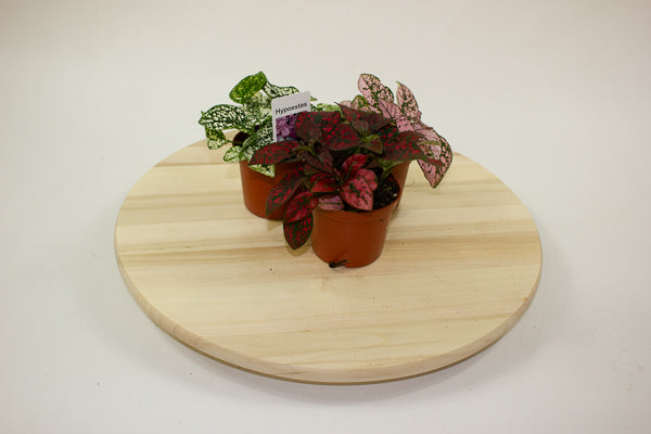 Hypoestes phyllostachya - Select one by colour 8cm H12cm