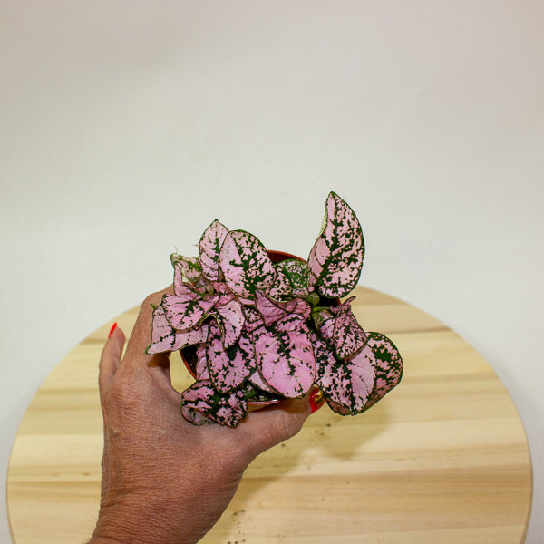 Hypoestes phyllostachya - Select one by colour 8cm H12cm