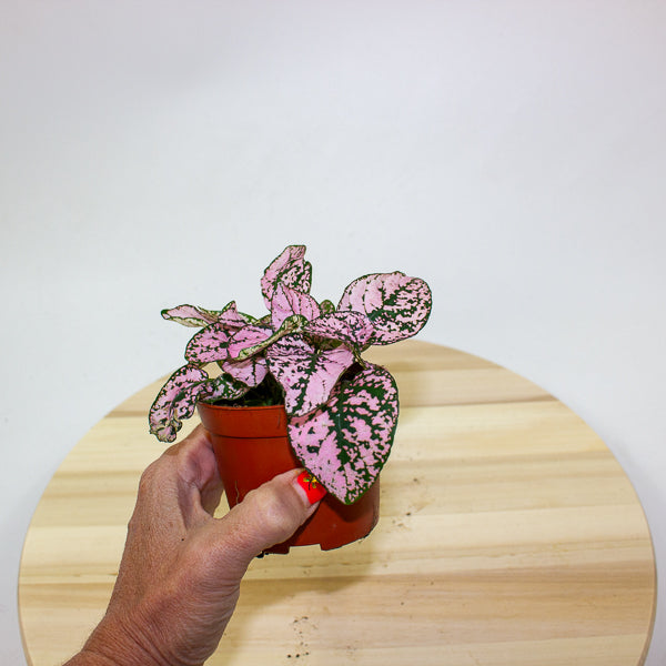 Hypoestes phyllostachya - Select one by colour 8cm H12cm