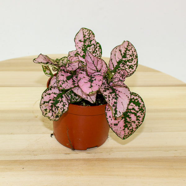 Hypoestes phyllostachya - Select one by colour 8cm H12cm