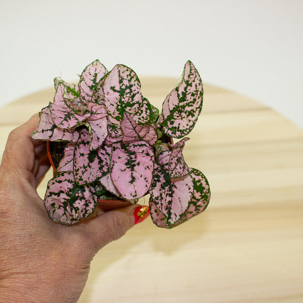 Hypoestes phyllostachya - Select one by colour 8cm H12cm