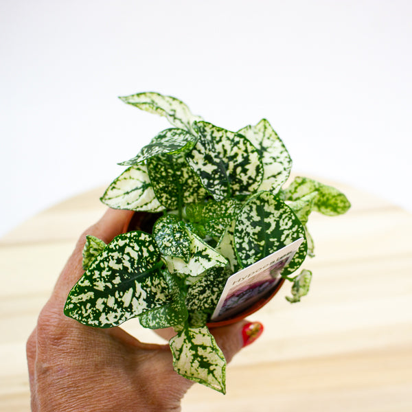Hypoestes phyllostachya - Select one by colour 8cm H12cm