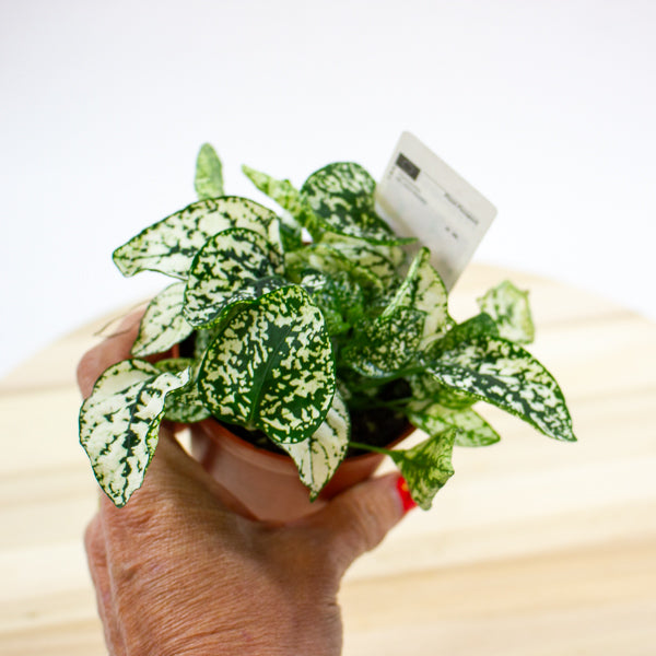 Hypoestes phyllostachya - Select one by colour 8cm H12cm