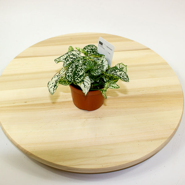 Hypoestes phyllostachya - Select one by colour 8cm H12cm
