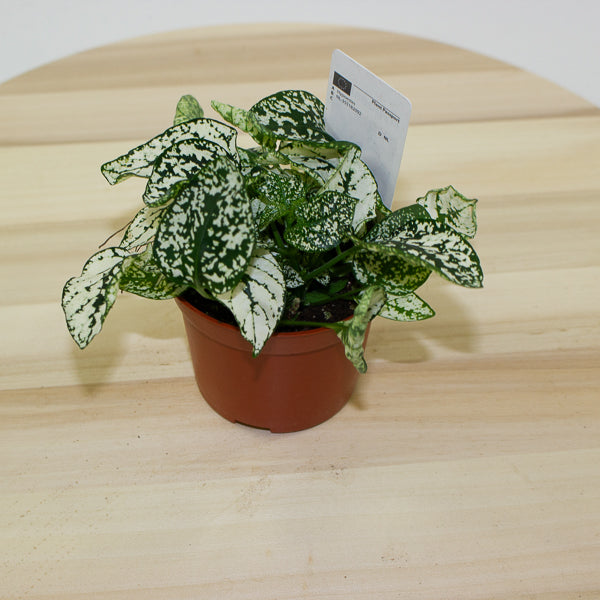 Hypoestes phyllostachya - Select one by colour 8cm H12cm