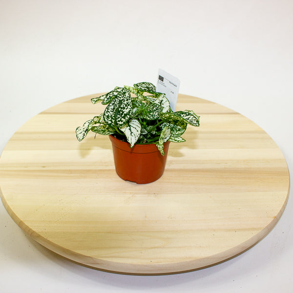 Hypoestes phyllostachya - Select one by colour 8cm H12cm