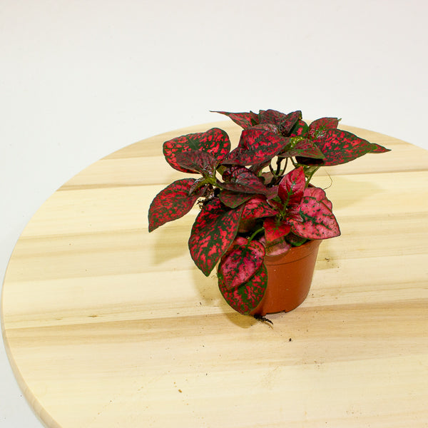 Hypoestes phyllostachya - Select one by colour 8cm H12cm