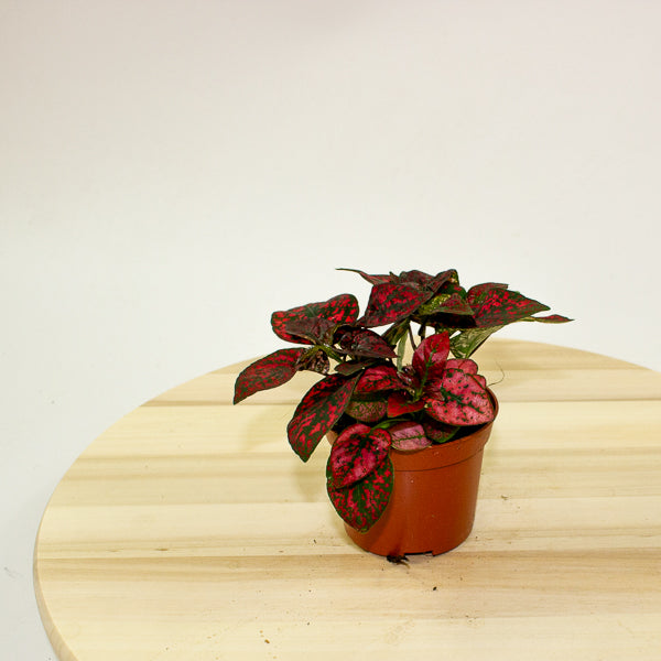Hypoestes phyllostachya - Select one by colour 8cm H12cm
