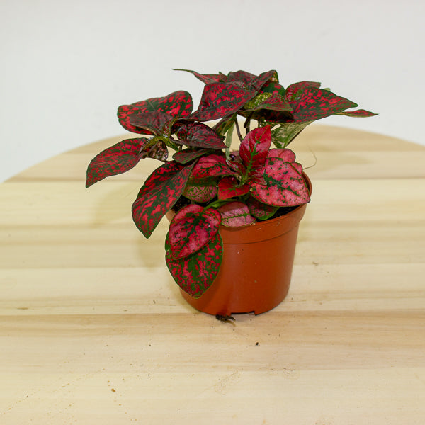 Hypoestes phyllostachya - Select one by colour 8cm H12cm