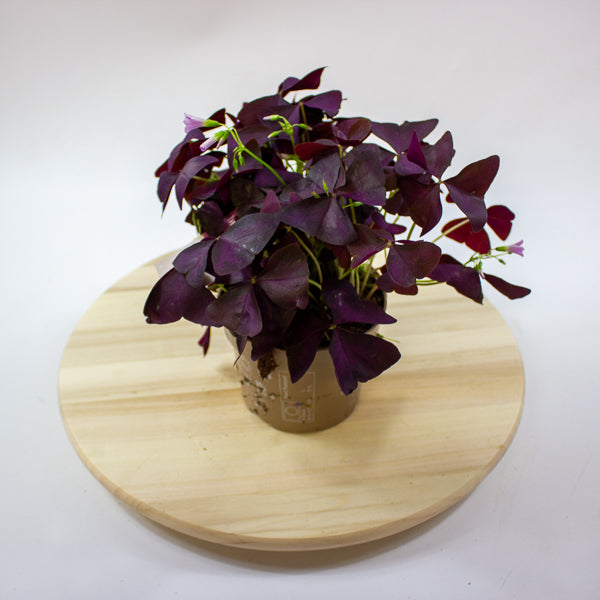 Oxalis triangularis Mijke 12cm H20cm