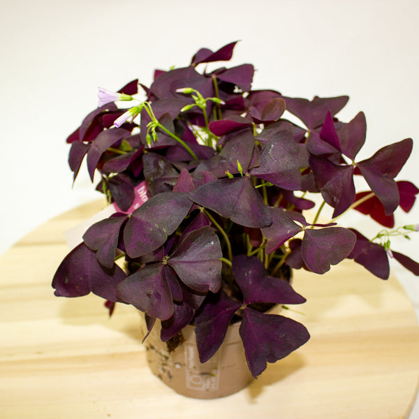 Oxalis triangularis Mijke 12cm H20cm