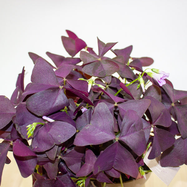 Oxalis triangularis Mijke 12cm H20cm