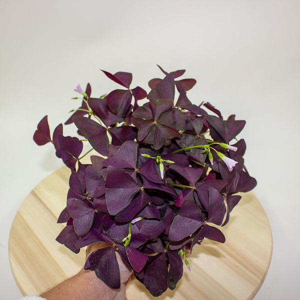 Oxalis triangularis Mijke 12cm H20cm