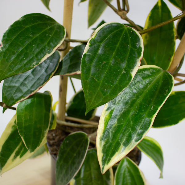 Hoya Macrophylla Varigata on trellis 17cm H70cm