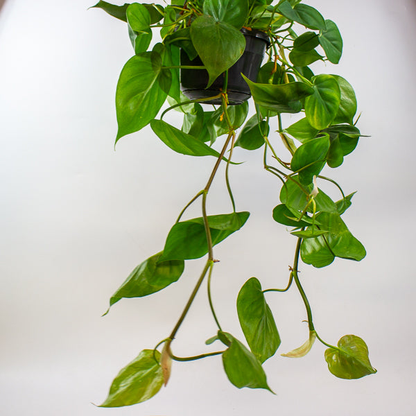 Philodendron Scandens 15cm H40cm