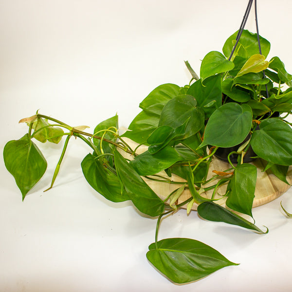 Philodendron Scandens 15cm H40cm
