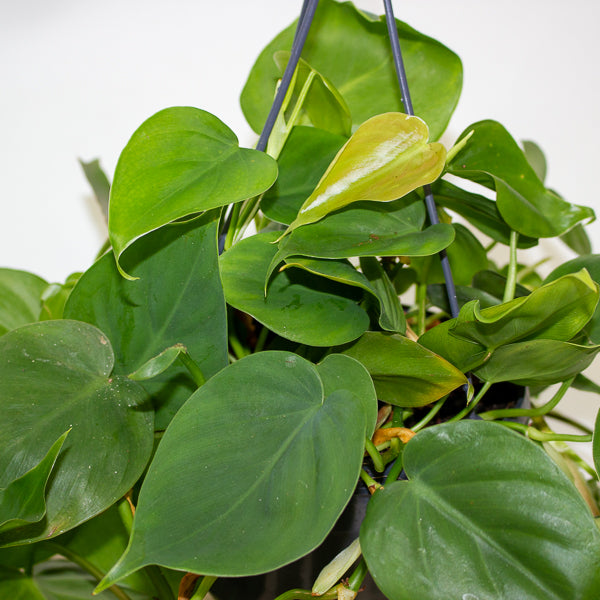 Philodendron Scandens 15cm H40cm