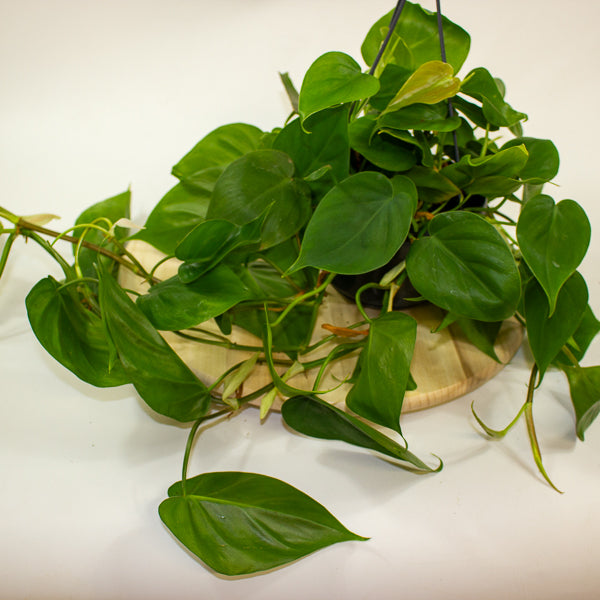 Philodendron Scandens 15cm H40cm