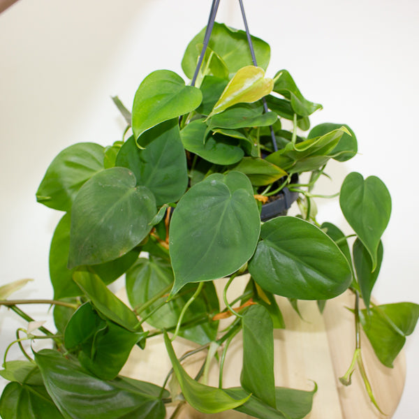 Philodendron Scandens 15cm H40cm