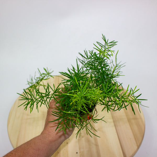 Asparagus Mazeppa 6cm H15cm