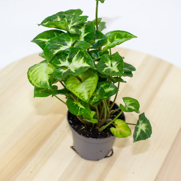Syngonium Pixie 7cm H15cm
