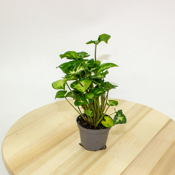 Syngonium Pixie 7cm H15cm