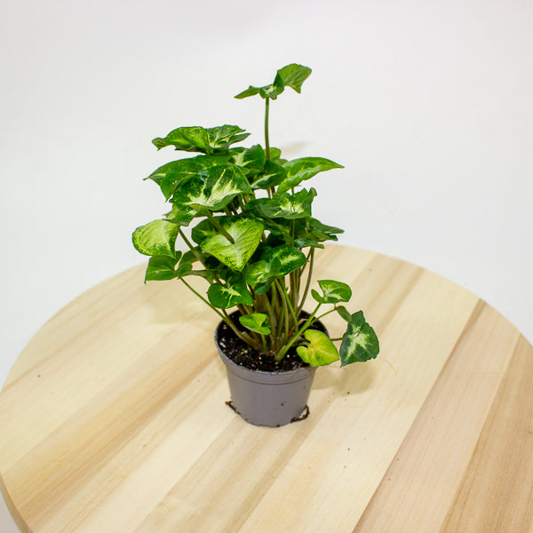 Syngonium Pixie 7cm H15cm