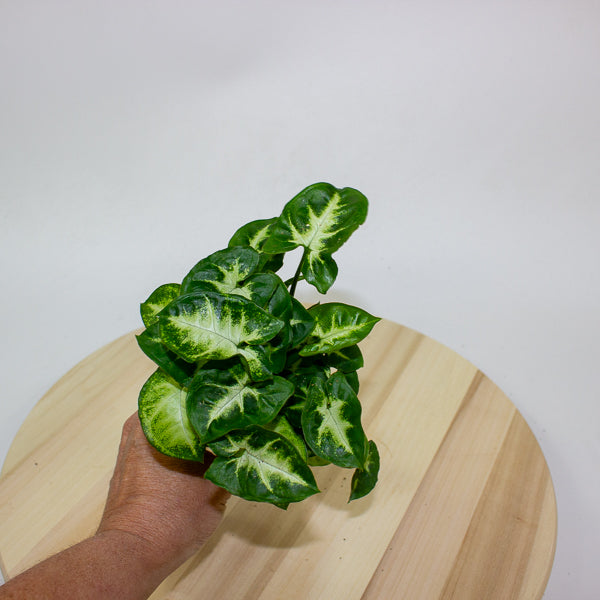 Syngonium Pixie 7cm H15cm