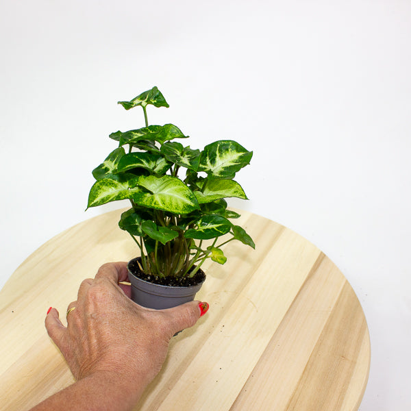 Syngonium Pixie 7cm H15cm